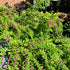Callicarpa dichotoma 'Issai'