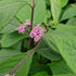 Callicarpa bodinieri Imperial Pearl