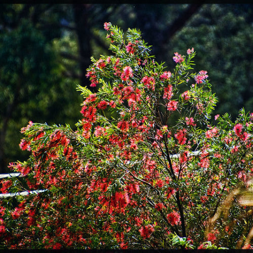 Callistemon citrinus Inferno