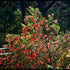 Callistemon citrinus Inferno