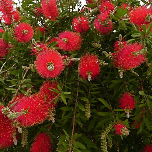 Callistemon citrinus Inferno