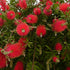 Callistemon citrinus Inferno