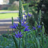 Camassia leichtinii Dark Blue