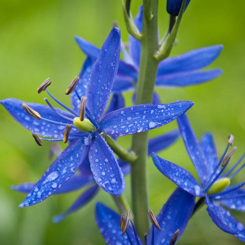 Camassia leichtinii Dark Blue