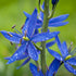 Camassia leichtinii Dark Blue