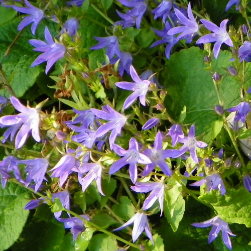 Campanula poscharskyana