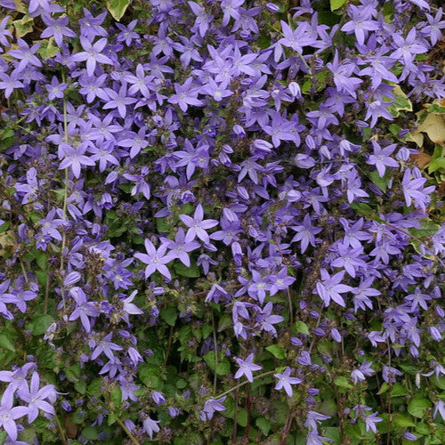 Campanula poscharskyana