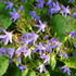 Campanula poscharskyana