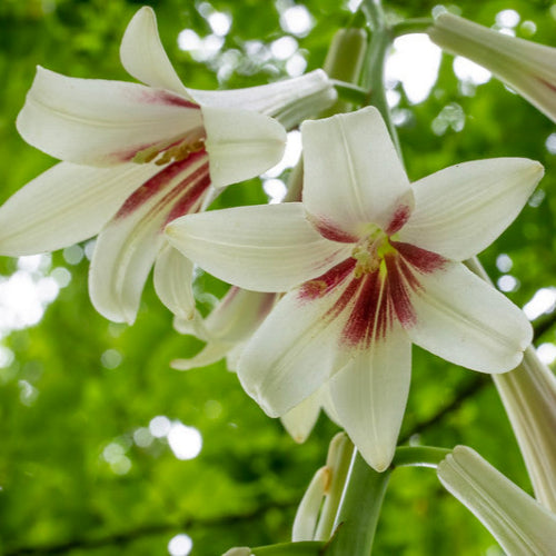 Cardiocrinum giganteum