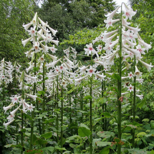 Cardiocrinum giganteum