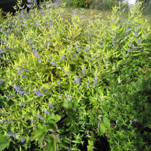 Caryopteris Worcester Gold