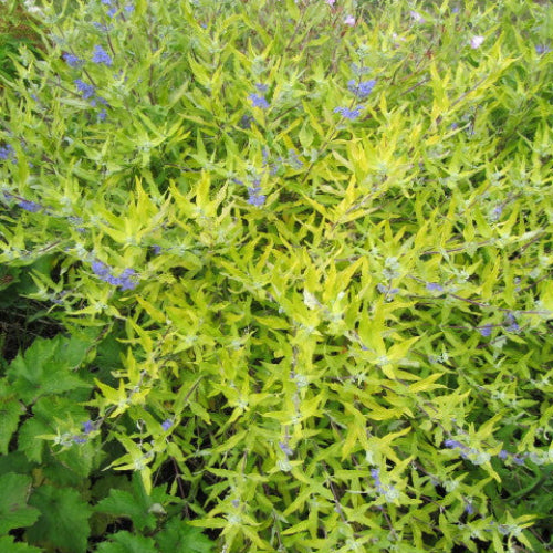 Caryopteris Worcester Gold