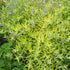 Caryopteris Worcester Gold