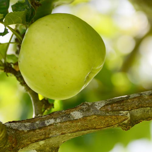 Apple Cavan Wine