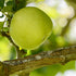 Apple Cavan Wine