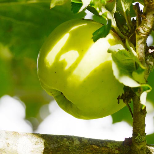 Apple Cavan Wine