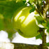 Apple Cavan Wine