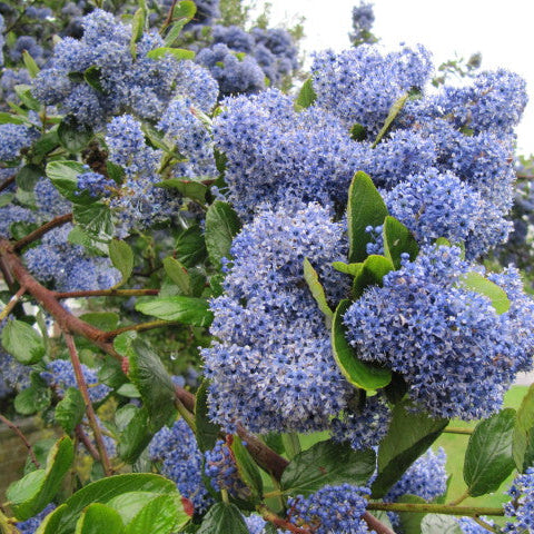 Ceanothus del. Gloire de Versaille