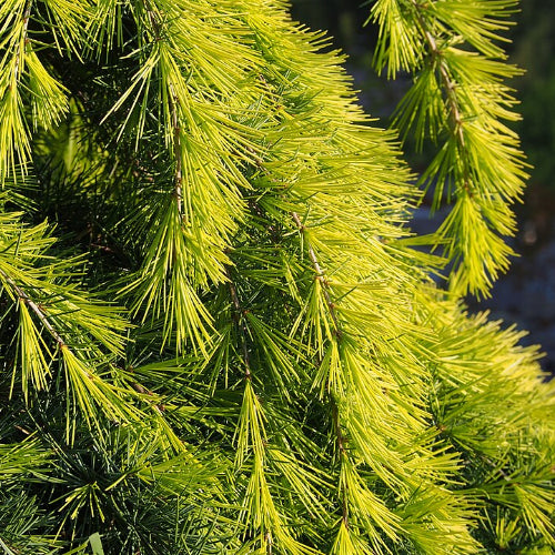 Cedrus deodara Golden Horizon