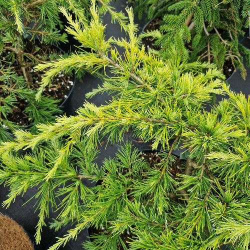 Cedrus deodara Golden Horizon