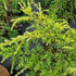 Cedrus deodara Golden Horizon