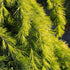 Cedrus deodara Golden Horizon
