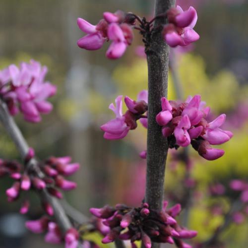 Cercis canadensis Merlot