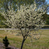 Cercis canadensis  Texas White