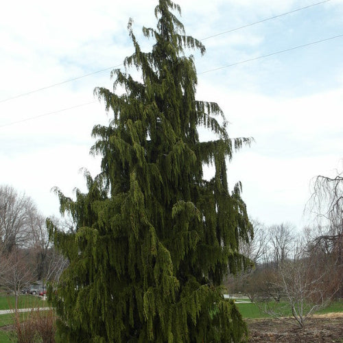 Chamaecyparis n. Pendula