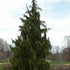 Chamaecyparis n. Pendula