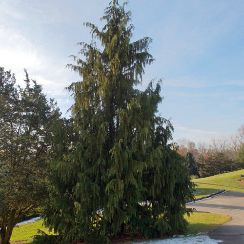 Chamaecyparis n. Pendula