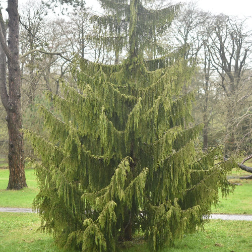 Chamaecyparis n. Pendula