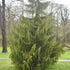 Chamaecyparis n. Pendula