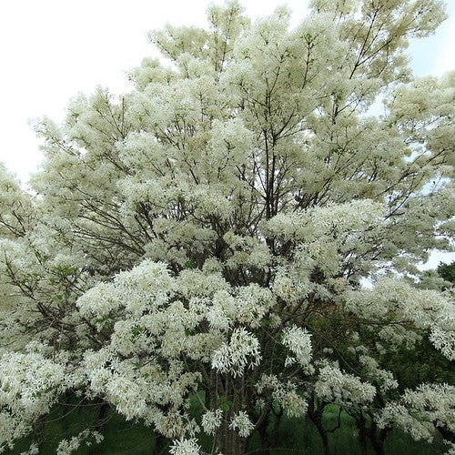 Chionanthus retusus