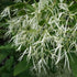 Chionanthus virginicus