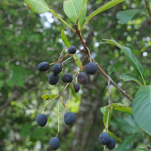 Chionanthus virginicus