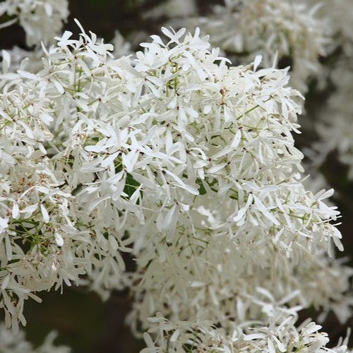 Chionanthus retusus