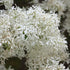 Chionanthus retusus