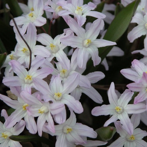 Chionodoxa forbesii Pink Giant (syn. Scilla)