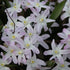 Chionodoxa forbesii Pink Giant (syn. Scilla)