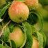Pear Clapp's Favourite
