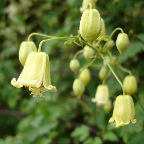 Clematis rehderiana