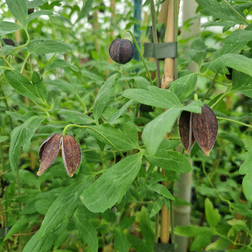 Clematis tibetana subsp. vernayi Glasnevin Dusk