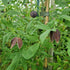 Clematis tibetana subsp. vernayi Glasnevin Dusk