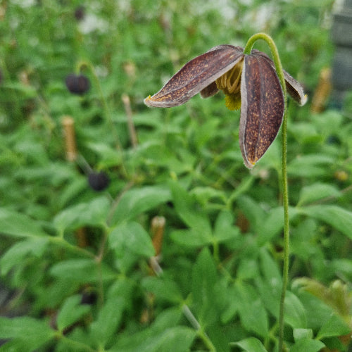 Clematis tibetana subsp. vernayi Glasnevin Dusk