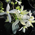 Clematis armandii Snowdrift