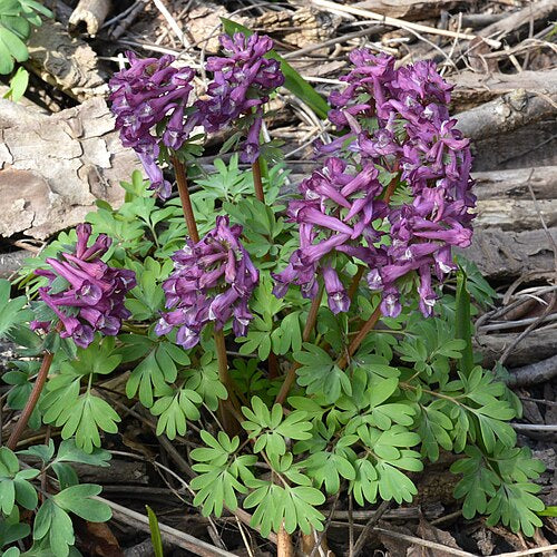 Corydalis solida 'Purple Bird'