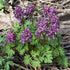 Corydalis solida 'Purple Bird'