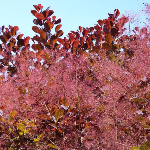Cotinus coggygria Royal Purple