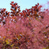 Cotinus coggygria Royal Purple